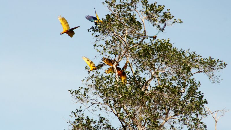 Uso Público <br> Serra da Mocidade (RR)