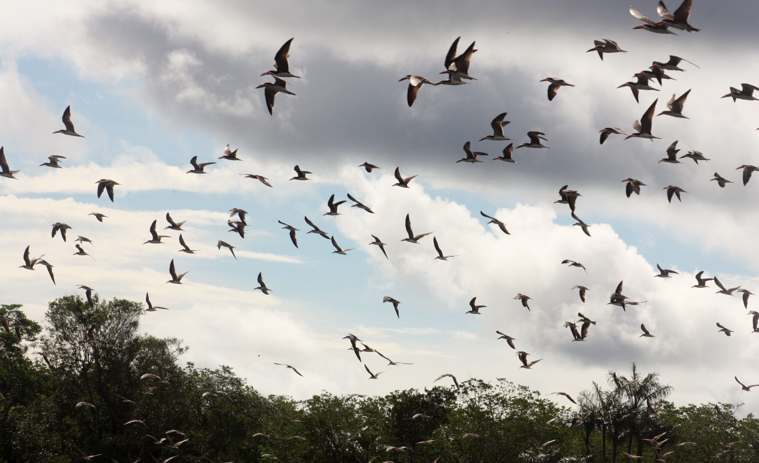 Uso Público <br> EE Niquiá (RR)